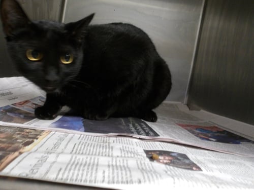 SALEM - Domestic Short Hair available for adoption