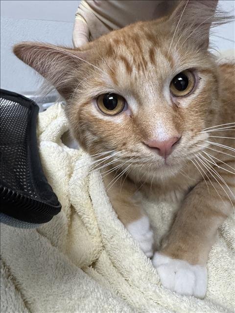 MANGO - Domestic Short Hair available for adoption