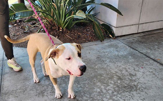 OSO - Staffordshire Bull Terrier available for adoption