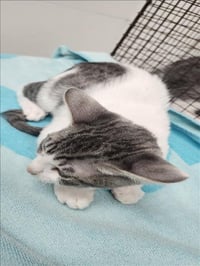 MEOWSTERS - Photo 1
