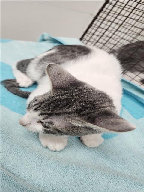 MEOWSTERS - Domestic Short Hair available for adoption