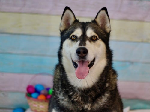 APOLLO - Siberian Husky available for adoption