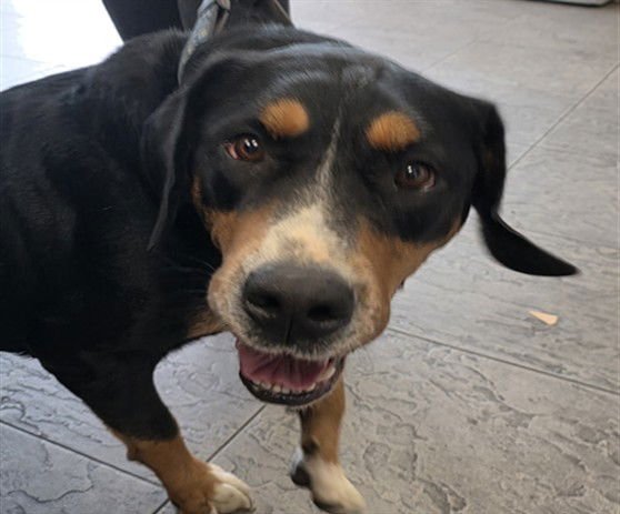 DAISY - Greater Swiss Mountain Dog available for adoption