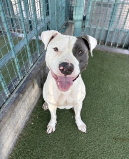 BRODY - Staffordshire Bull Terrier available for adoption