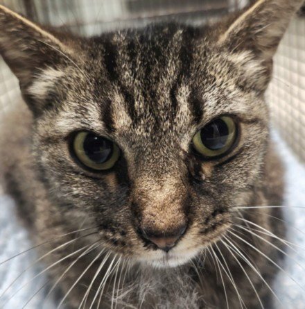 MARAVITA - Domestic Short Hair available for adoption