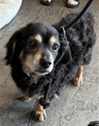 BRUCE - Chihuahua available for adoption