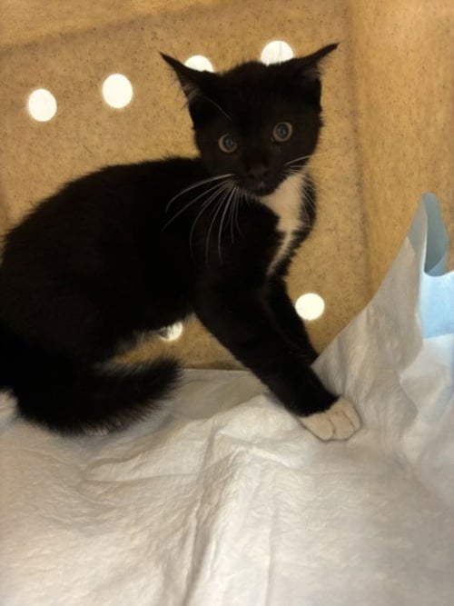 BONNET - Domestic Short Hair available for adoption