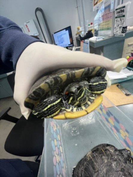 SAMMY - Turtle available for adoption