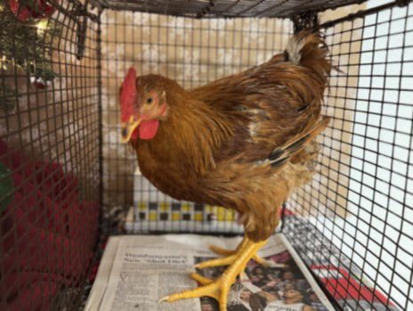 SRIRACHA - Chicken available for adoption