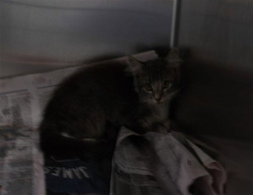 JUPITER - Domestic Short Hair available for adoption