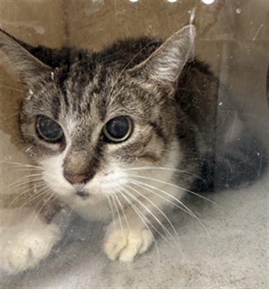 GRETCHEN - Domestic Short Hair available for adoption