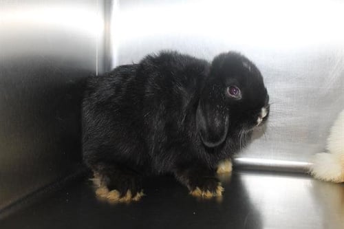 GISOO - Shorthaired Rabbit available for adoption