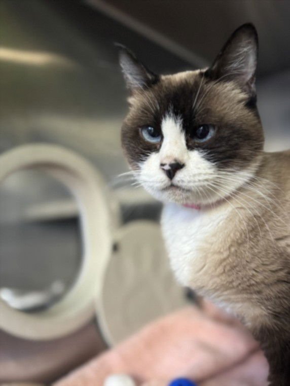 HANNAH - Domestic Short Hair available for adoption