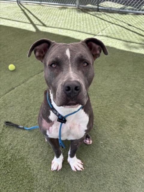 CHAMMPION K. WEST - Pit Bull Terrier available for adoption