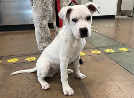 AZTEC - American Pit Bull Terrier available for adoption