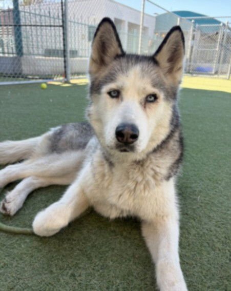 APPLES - Siberian Husky available for adoption