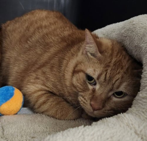 TITUS - Domestic Short Hair available for adoption