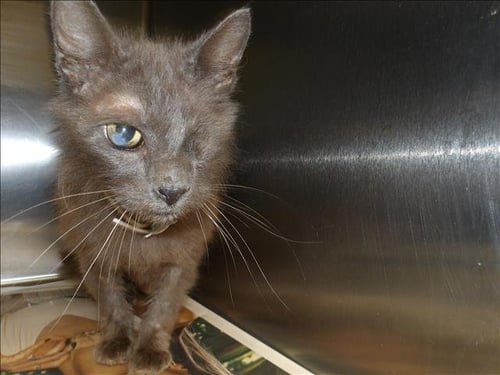 RUFFIN - Domestic Medium Hair available for adoption