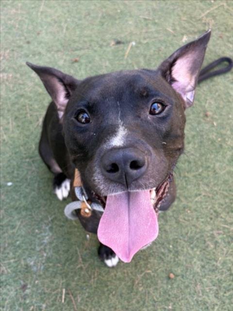 QUEENIE - Pit Bull Terrier available for adoption