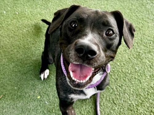 QUEENIE - Pit Bull Terrier available for adoption
