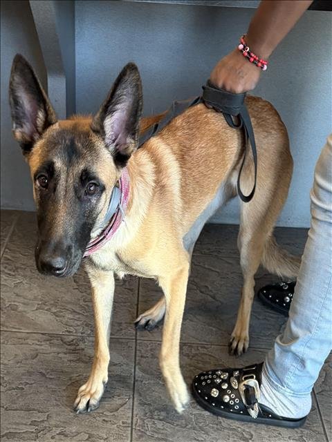 BABE - Belgian Shepherd Malinois available for adoption