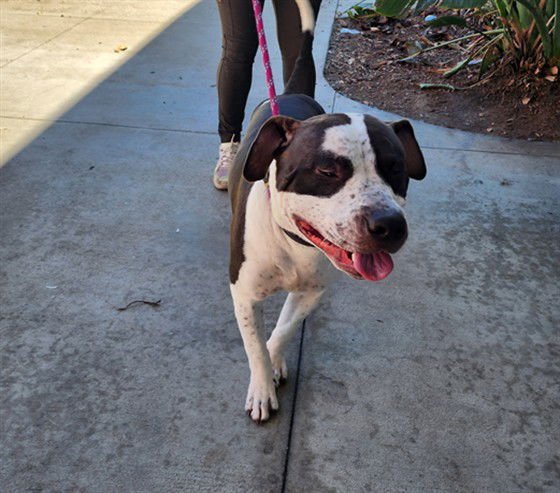 STITCH - Staffordshire Bull Terrier available for adoption