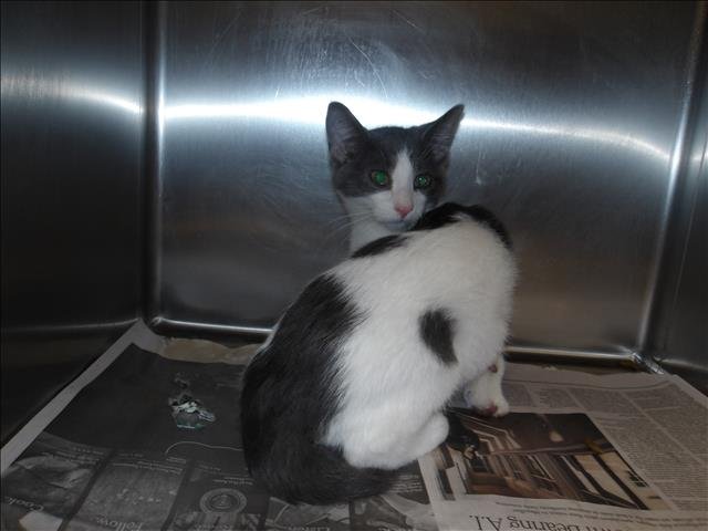 ROCKET - Domestic Short Hair available for adoption