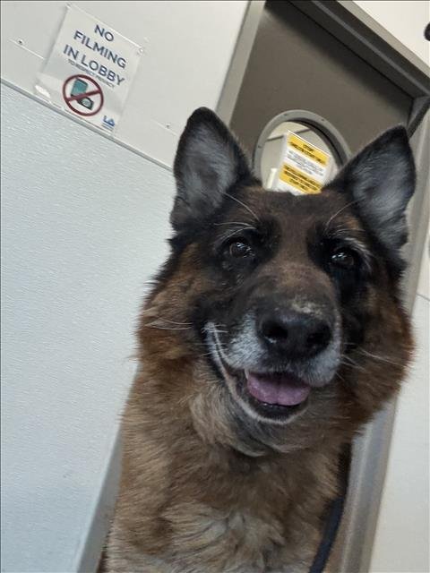 YAKO - German Shepherd Dog available for adoption