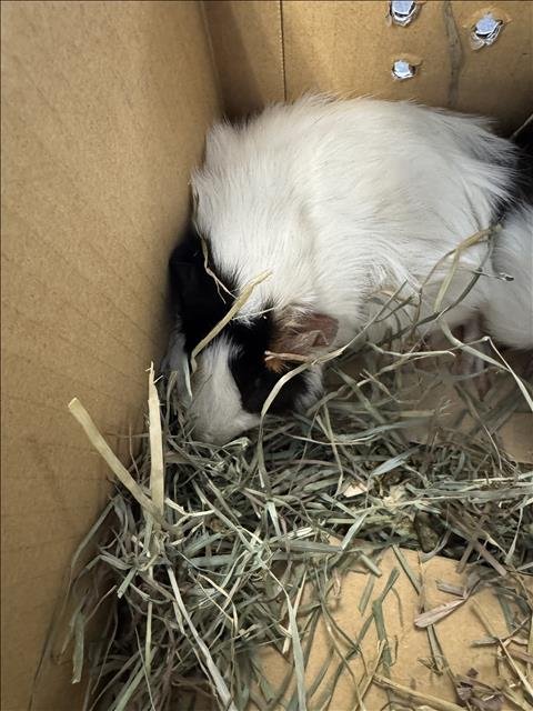 ARIES - Guinea Pig available for adoption