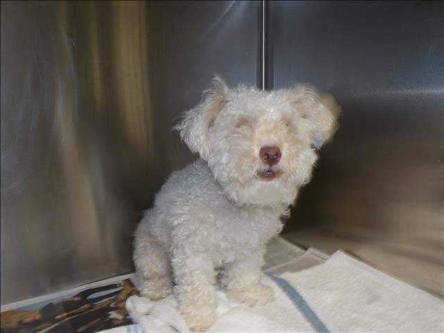 CHARLIE - Poodle (Miniature) available for adoption