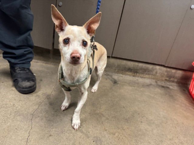 PANCHITO - Chihuahua available for adoption