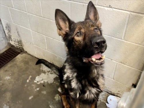 THEO - German Shepherd Dog available for adoption