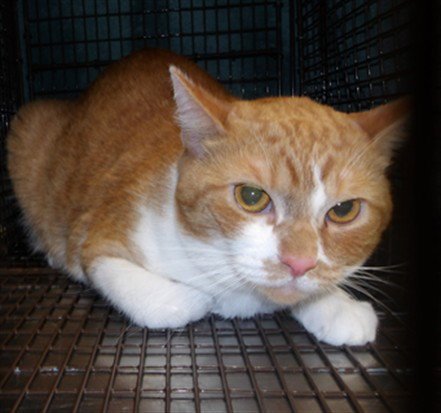 AVION - Domestic Short Hair available for adoption