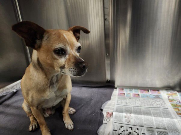 CATCH - Chihuahua available for adoption