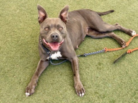 BONITA - Pit Bull Terrier available for adoption
