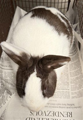 CANELLA JR - Shorthaired Rabbit available for adoption