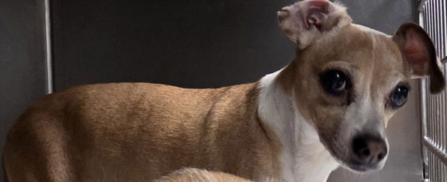 PENNY - Chihuahua available for adoption