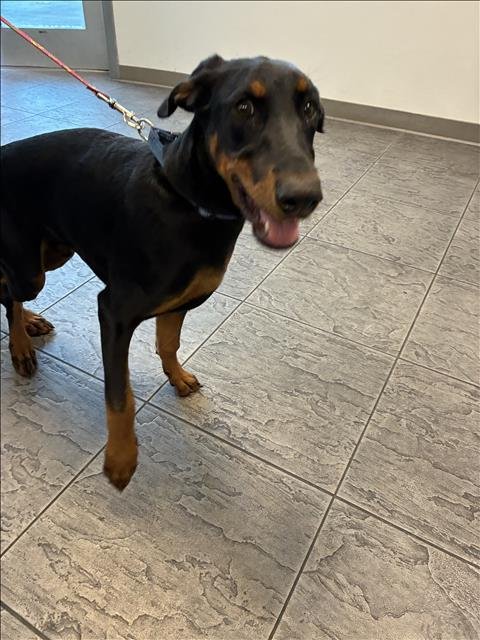 ACE - Doberman Pinscher available for adoption