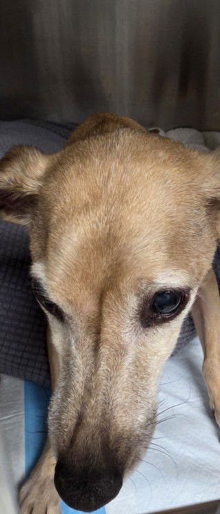 PETER - Chihuahua available for adoption