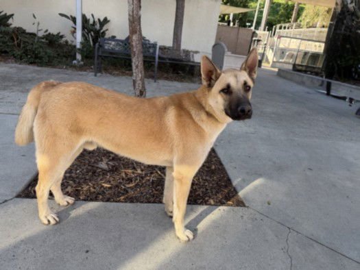 HANS - German Shepherd Dog available for adoption