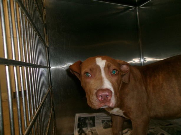 MAGGIE - Pit Bull Terrier available for adoption
