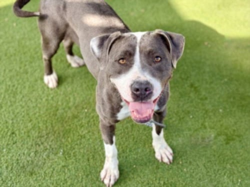 HAZEL - Pit Bull Terrier available for adoption