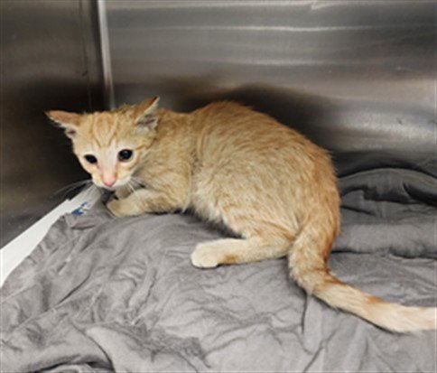 BINGO - Domestic Short Hair available for adoption