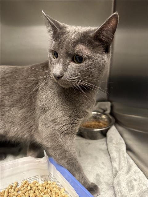 MAGGNIS - Domestic Short Hair available for adoption