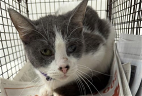 SUMMER - Domestic Short Hair available for adoption