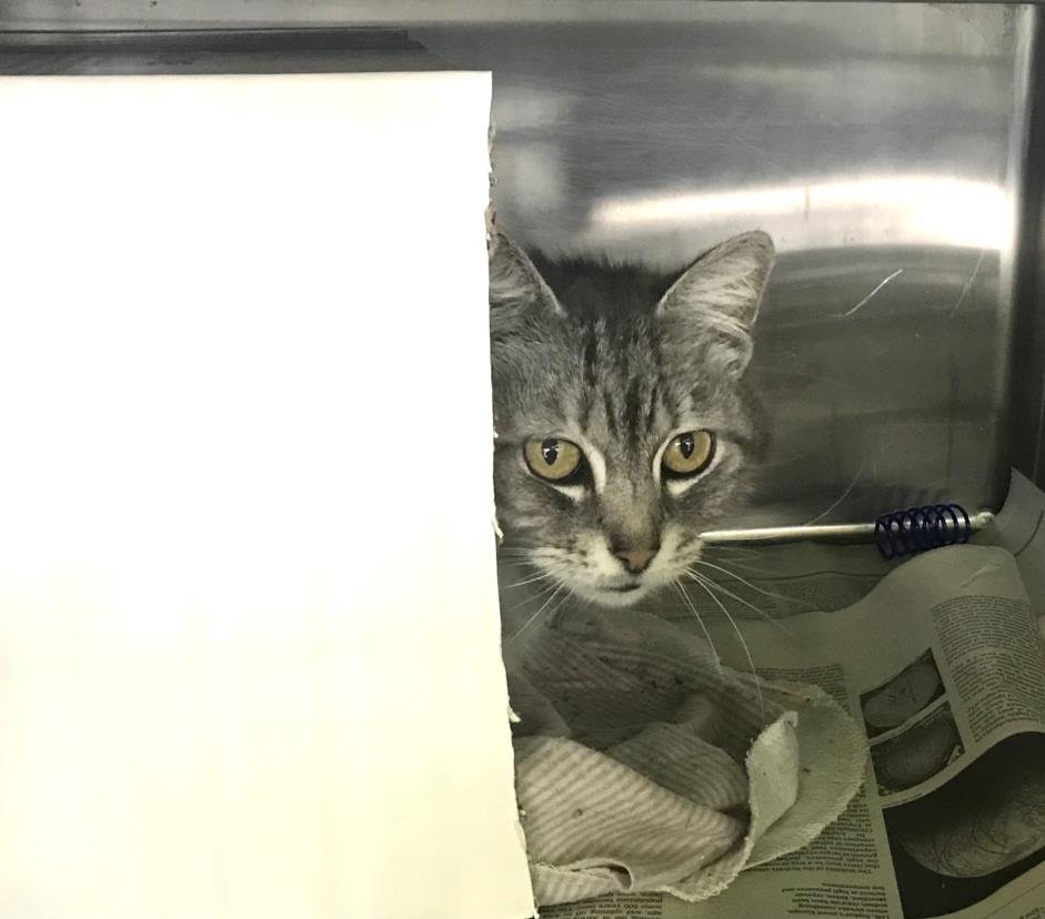 SUNNY - Domestic Short Hair available for adoption