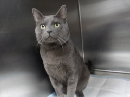 LUNA - Russian Blue available for adoption