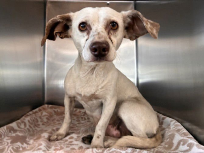 DOBBIE - Chihuahua available for adoption