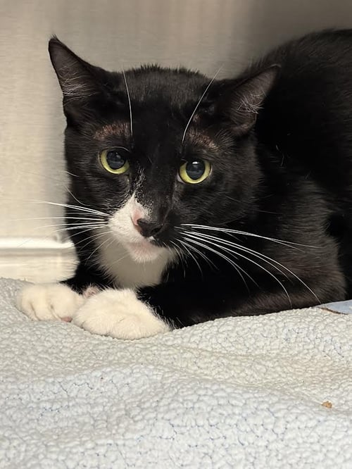 ZAYU - Domestic Short Hair available for adoption