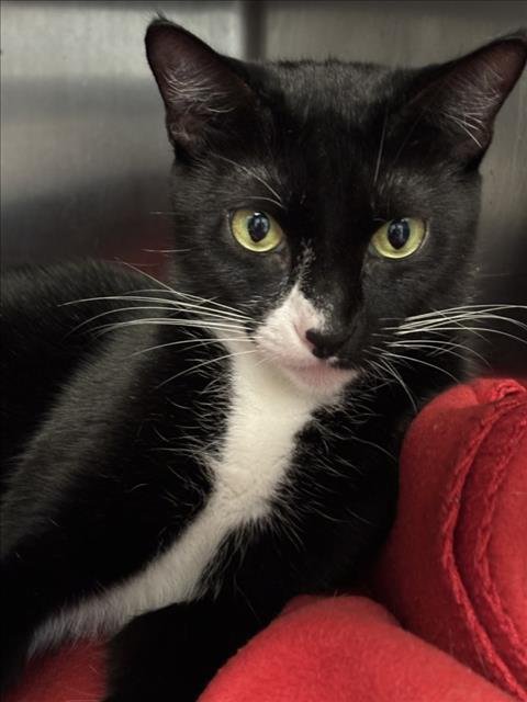 ZAYU - Domestic Short Hair available for adoption